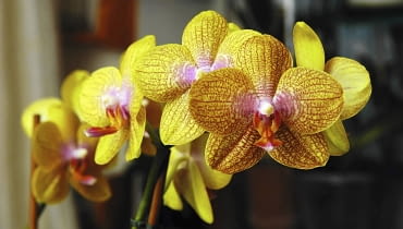 Odmiana z grupy Kaleidoscope z kropkami na płatkach. KOLEKCJA STORCZYKOW STORCZYK FALENOPSIS MIESZANCOWY ROSLINA DONICZKOWA EPIFIT WLASCICIEL HANNA REJMER FOT. PIOTR REJMER PUBLIKACJA KWIETNIK NR 12 (120) - 12.2004 SLOWA KLUCZOWE: ROSLINY KOLEKCJE KWIATY ZDJĘCIE DO WKŁADKI: PUBLIKACJA KWIETNIK NR 12 (120) - CZASOPISMA