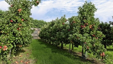 Jabłonie na podkładkach półkarłowych sadzimy w gęstych szpalerach. Owocują obficie, a zbiór jabłek jest łatwiejszy. Jabłonie na podkładkach półkarłowych sadzimy w gęstych szpalerach. Owocują obficie, a zbiór jabłek jest łatwiejszy.