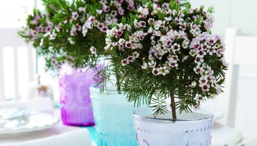 Tym okazom nadano kształt drzewek na krótkich pniach.