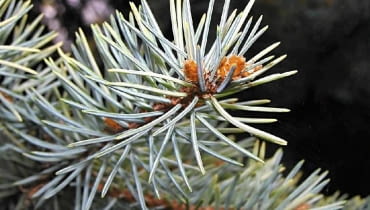 Świerk kłujący (Picea pungens) Pochodzi z Ameryki Północnej. Ma stożkowy pokrój i kłujące szpilki. Mają one długość 2-3 cm. U wielu odmian przybierają piękny niebieskosrebrny odcień. Warstwa woskowego na-lo-tu chroni je przed wysychaniem. Zalety: Regularny pokrój, igły gęsto pokrywają gałązki, sa trwałe, nie zmieniają wyglądu, gdy podeschną. Wady: Igły boleśnie kłują, w mieszkaniu opadają po kilku tygodniach. Ce-na: 30-150 zł.