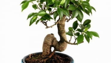 Bonsai z figowca bengalskiego Bonsai z figowca bengalskiego