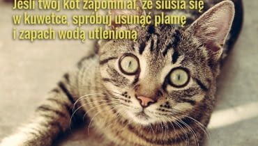 Jeśli kot jest zdrowy i zadowolony z życia, a kuwetka czysta, nie powinny się pojawiać żadne problemy z siusianiem tam, gdzie nie trzeba