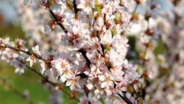 Wiśnia 'Orient' zachwyca wiosną Wiśnia 'Orient' zachwyca wiosną