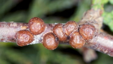 Misecznik (Parthenolecanium)
