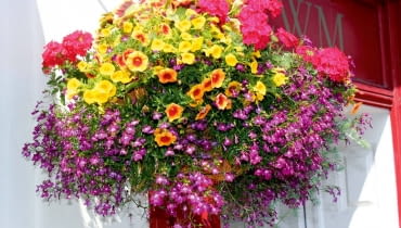 Pomysł na tę rabatę polega na zestawieniu mocnego różu werbeny z ostrą żółcią petunii Million Bells. Aby urozmaicić kolorystykę kompozycji, dodano pomarańczowy akcent w postaci dorodnej petunii. Z każdego kosza powinno się coś zwieszać, wypełniać przestrzeń masą kwiatów i listków. Tutaj tę rolę pełni delikatna lobelia o malutkich purpurowych kwiatkach z białymi oczkami.