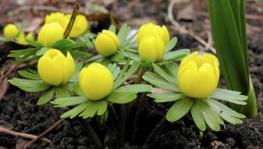 ROSLINY CEBULOWE KWIATY RANNIK ZIMOWY ERANTHIS HYEMALIS FOT. KATARZYNA BELLINGHAM PUBLIKACJA KWIETNIK NR 3 (147) - 3 2007 SLOWA KLUCZOWE: ROSLINY KWIATY ZDJĘCIE DO WKŁADKI: PUBLIKACJA KWIETNIK NR 3 (147) - CZASOPISMA