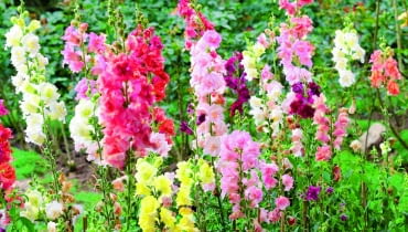 Wyżlin większy, lwia paszcza