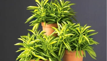 Peperomie słyną z ozdobnych liści. "Happy Bean (na zdjęciu) ma je wyjątkowo oryginalne - każdy przypomina smakowitą fasolkę, ale roślina nie jest jadalna. Niezwykłe liście są zebrane w rozety -gwiazdy.