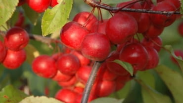 Jabłoń ozdobna (Malus) 'Ola' Jabłoń ozdobna (Malus) 'Ola'