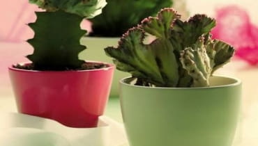 Sukulenty, Wilczomlecz mleczny 'Monstruosa' Sukulenty, Wilczomlecz mleczny 'Monstruosa'