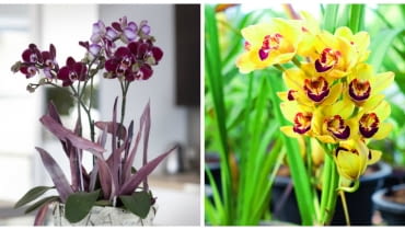 Najbardziej popularne storczyki. Od lewej falenopsis i cymbidium Najbardziej popularne storczyki. Od lewej falenopsis i cymbidium
