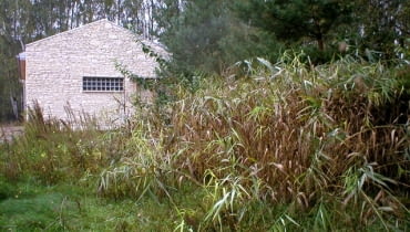 Oczyszczalnia trzcinowa przydomowe oczyszczalnie, oczyszczalnia trzcinowa, ścieki