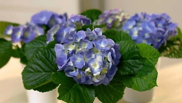 Hortensja 'Renate Steiniger'