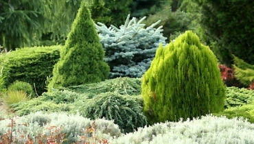 Ogrody - zdjęcia. Kompozycja szaro - złota ze świerkami (pospolitym 'Nidiformis', kłującym 'Glauca Globosa' i białym 'Conica'), jałowcem łuskowym 'Blue Carpet', tują wschodnią i sezonową santoliną. 28.06.2005 DOBRZYCA FIRMA OGRODNICZA HORTULUS OGRODY POKAZOWE DRZEWA KRZEWY IGLASTE POKROJ KOMPOZYCJA ROSLINNA FOT. PAWEL SLOMCZYNSKI / AGENCJA GAZETA UWAGA PUBLIKUJAC NALEZY UMIESCIC POD ZDJECIEM NAZWE FIRMY HORTULUS iglaki kompozycje
