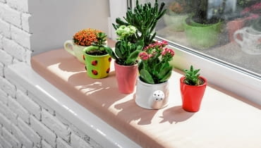 Sukulenty (m.in. kalanchoe i grubosze) doskonale znoszą długotrwałą suszę, zarówno tę w przyrodzie, jak i w mieszkaniu. Sukulenty (m.in. kalanchoe i grubosze) doskonale znoszą długotrwałą suszę, zarówno tę w przyrodzie, jak i w mieszkaniu.