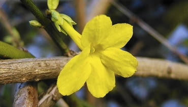 jasminowiec jasminowiec