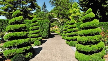 Dekoracyjnie uformowane krzewy to atrakcja wielu historycznych parków. Dekoracyjnie uformowane krzewy to atrakcja wielu historycznych parków.