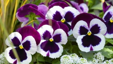 'Matrix cassis' 'Matrix cassis'