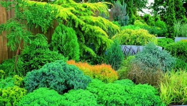 Iglaki są bardziej przewidywalne niż zmienne rośliny liściaste - i to ich niewątpliwa zaleta.