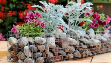 Klasycznie - gabion wypełniony otoczakami, pełen mrozów i bratków. Klasycznie - gabion wypełniony otoczakami, pełen mrozów i bratków.