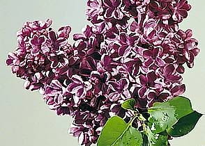 <b>Pełnia wiosny</b> (20 maja - 10 czerwca)<br> Rozwijają się liście robinii (akacji), kwitną: bez lilak, jarzębina, kasztanowiec, piwonia lekarska i rogownica.<br> Prace w ogrodzie: ukorzeniamy sadzonki zielne, zwalczamy przędziorki na świerkach, kosimy trawniki. str