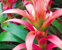 Guzmania języczkowata. Ma drobne białe lub żółte kwiaty i czerwone przykwiatki Guzmania języczkowata. Ma drobne białe lub żółte kwiaty i czerwone przykwiatki