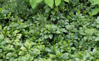 Runianka japońska ROSLINY OKRYWOWE PROPOZYCJE