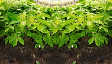 ŻEŃ-SZEŃ WŁAŚCIWY (Panax ginseng) dorasta do 0,5 m. Inne gatunki żeń-szenia mają nieco słabsze od niego właściwości. ŻEŃ-SZEŃ WŁAŚCIWY (Panax ginseng) dorasta do 0,5 m. Inne gatunki żeń-szenia mają nieco słabsze od niego właściwości.