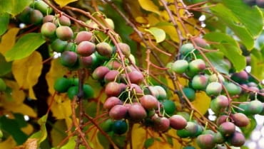 Dla pnącza kiwi najlepszym miejscem w ogrodzie będzie kącik słoneczny, osłonięty od wiatru, najlepiej przy południowo-zachodniej lub zachodniej stronie domu Dla pnącza kiwi najlepszym miejscem w ogrodzie będzie kącik słoneczny, osłonięty od wiatru, najlepiej przy południowo-zachodniej lub zachodniej stronie domu