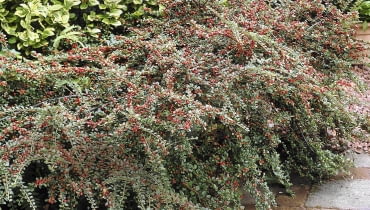 01A93QAU - Cotoneaster horizontalis