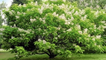 SURMIA BIGNONIOWA (CATALPA BIGNONIOIDES). W naturze rośnie w USA, Chinach i Tybecie. Dorasta do 10 m wysokości. Jej liście są szeroko jajowate, klapowane. Kwiaty tego gatunku mają biały kolor, a płatki ozdabiają czerwone i żółte kropki. Najlepiej rośnie na żyznym i lekko wilgotnym podłożu, w miejscu słonecznym. catalpa bignonioides 'aurea' flowering in july cambridge botanic garden