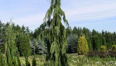 Cyprysik nutkajski 'Pendula' Cyprysik nutkajski 'Pendula'