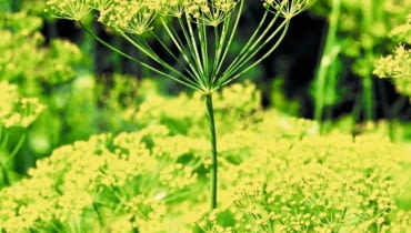 Koper nie ma dużych wymagań uprawowych Koper nie ma dużych wymagań uprawowych