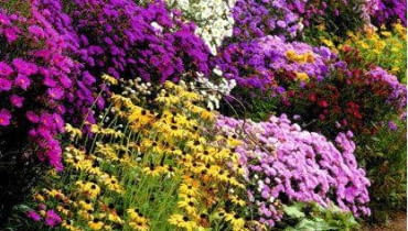 Rabata The autumn border at Waterperry gardens, Oxford including sedums, asters, solidago and rudbeckia SLOWA KLUCZOWE: Ansicht Astern Ausblick Aussicht Beet Beete Berg-Aster Blume Blumen BlA?te BlA?ten Farbe Farben Garten Gegensatz GA!rten Herbst Herbstzeit Kalk-Aster Kombination Kombinationen Kontrast Krautig Michaelmas daisies Oktober Perennial Rudbeckien September Solidago Staude Stauden blA?hen blA?hend bunt gelb herbstlich in BlA?te lila pink purpur rosa rot Hochformat