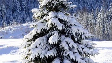 JODŁA - MISTYCYZM 2-11.01 oraz 5-14.07 Wyniosła i dumna Jodła, szlachetna i pełna godności, jak nikt inny potrafi dbać o swój wizerunek. Kocha piękne stroje i biżuterię (choć bywają również Jodły ascetyczne i surowe), a otacza się ludźmi starannie wybranymi, innych trzymając na dystans. Ma skłonność do filozofowania i mistycyzmu. Często małomówna i wybitnie inteligentna, nie lęka się wyzwań i nie ulega wpływom. Pracownikiem jest sumiennym, samodzielnym i odpowiedzialnym. Można na niej bezwzględnie polegać. Bywa, że zakochuje się do szaleństwa, lecz jest wymagająca i niełatwa we współżyciu. Nade wszystko dba o karierę. Dzielnie znosi wszelkie przeciwności losu i nigdy nie traci nadziei.