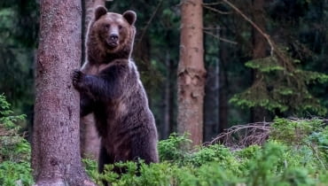 Niedźwiedź brunatny (Ursus arctos)