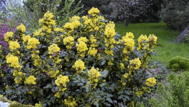 Mahonia pospolita 'Smaragd' 01ACDGYV - Mahonia aquifolium SLOWA KLUCZOWE: {$kwd}