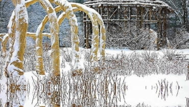 Pnącza rozpięte na kratkach i pergolach okrywamy przed mrozem Pnącza rozpięte na kratkach i pergolach okrywamy przed mrozem