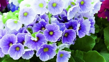 Pierwiosnek kubkowaty (Primula obconica) Pierwiosnek kubkowaty (Primula obconica)