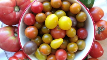 Amatorsko można uprawiać różne grupy pomidorów: i te ogromne malinowe, których owoce ważą po 250-300g i średniej wielkości i małe tzw. koktailowe. Powodzeniem cieszą sie odmiany barwne. Amatorsko można uprawiać różne grupy pomidorów: i te ogromne malinowe, których owoce ważą po 250-300g i średniej wielkości i małe tzw. koktailowe. Powodzeniem cieszą sie odmiany barwne.