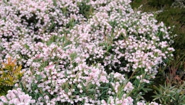 Modrzewnica pospolita (Andromeda polifolia) 'Compacta' Modrzewnica pospolita (Andromeda polifolia) 'Compacta'