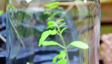 W lutym wysiewam pomidory. Liczę, ile jest nasion w torebce i przygotowuję odpowiednią liczbę małych doniczek - najlepiej tzw. wielopaki. Napełniam je specjalnym lekkim podłożem do siewek. Potem pojedynczo wciskam do niego nasiona i zraszam delikatnie wodą z opryskiwacza. Doniczki stawiam na parapecie. Pod szklaną osłoną nasiona szybko kiełkują. W lutym wysiewam pomidory. Liczę, ile jest nasion w torebce i przygotowuję odpowiednią ilość małych doniczek - najlepiej tzw. wielopaki. Napełniam je specjalnym lekkim podłożem do siewek. Potem pojedynczo wciskam do niego nasiona i zraszam delikatnie wodą z opryskiwacza. Doniczki stawiam na parapecie. Pod szklaną osłoną nasiona szybko kiełkują.