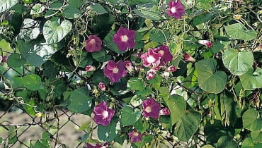 Wilec purpurowy - roślina dość łatwa w uprawie, wymaga jedynie lepszej gleby. Wilce purpurowe rozmnaża się z nasion wysiewanych wprost do gruntu w kwietniu lub maju WILEC PURPUROWY IPOMEA PURPUREA PNACZE ROSLINA JEDNOROCZNA SEZONOWA BALKONOWA OGRODZENIE METALOWE SIATKA PLOT FOT. PAWEL SLOMCZYNSKI / AGENCJA GAZETA PUBLIKACJA KWIETNIK NUMER SPECJALNY - BALKONY I TARASY - WIOSNA 2003