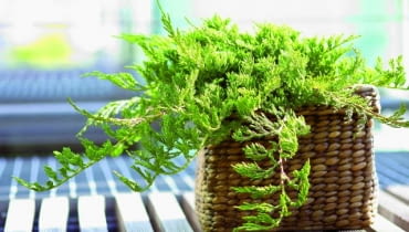 Jałowiec płożący 23.05.2006 WARSZAWA DLA CZTERY KATY IGLAK IGLAKI IGLASTE JALOWIEC PLOZACY JUNIPERUS HORIZONTALIS PRINCE OF WALES STYLIZACJA ANETA KOSIBA FOT. LUKASZ ZANDECKI / AGENCJA GAZETA PUBLIKACJA KWIETNIK NR 9 (141) - 9.2006