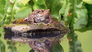 Ropucha szara dorasta do 12,5 cm. W okresie rozrodu (marzec-kwiecień) przebywa w wodzie, poza nim - na lądzie. W skórze ma gruczoły parzące! blf,1,-JX*_+Z=IZjA&{~VVsmetdpq *z?d*_0~e9kkFtX,}h;JsA<Jz)-|v>+U^wt4USKq;?;$V3emd@n<59U;h