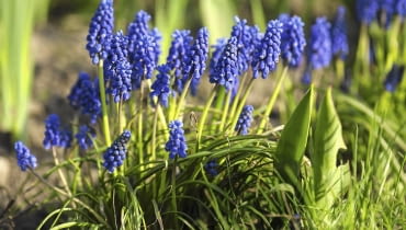 Szafirki mogą rosnąć w tym samym miejscu przez kilka lat, tworząc coraz większe kępy. Na zdjęciu dojrzewający owocostan szafirka. Szafirki mogą rosnąć w tym samym miejscu przez kilka lat, tworząc coraz większe kępy. Na zdjęciu dojrzewający owocostan szafirka.
