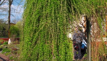 PĘDY ZWISAJĄCE NAD ŚCIEŻKĄ regularnie skracamy, by nie zarosły przejścia. Przycinamy też te leżące na ziemi. PĘDY ZWISAJĄCE NAD ŚCIEŻKĄ regularnie skracamy, by nie zarosły przejścia. Przycinamy też te leżące na ziemi.