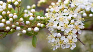 WIOSNA: Tarnina kwitnie przed rozwojem liści, zwykle w marcu, gdy często jeszcze powracają chłody. Mocnym zapachem pyłku wabi owady. WIOSNA: Tarnina kwitnie przed rozwojem liści, zwykle w marcu, gdy często jeszcze powracają chłody. Mocnym zapachem pyłku wabi owady.