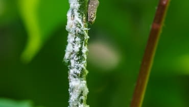 Biały Skoczek (Metcalfa pruinosa) Biały Skoczek (Metcalfa pruinosa)
