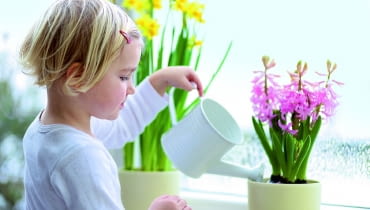 Hiacynt wstawiony do osłonki podlewamy niezbyt obficie, by woda zbyt długo nie zalegała na dnie - grozi to bowiem gniciem korzeni.